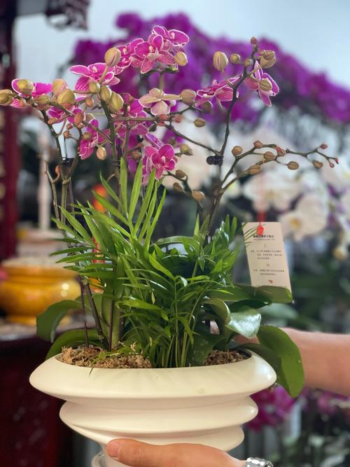 蚌埠适合养什么花，市花和市树是什么，蚌埠地区适合栽什么水果？-第3张图片-优品飞百科