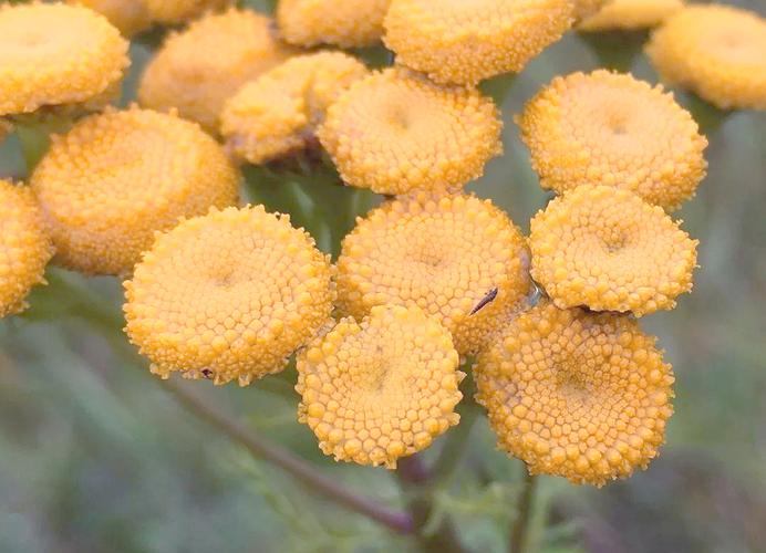 菊蒿的养殖方法和注意事项，菊蒿的养殖方法和注意事项有哪些？-第1张图片-优品飞百科