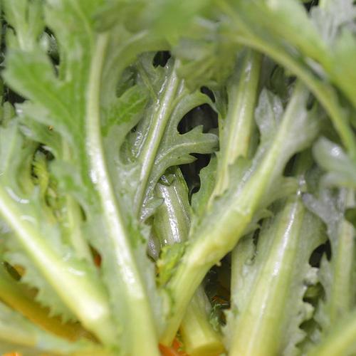 菊蒿的养殖方法和注意事项，菊蒿的养殖方法和注意事项有哪些？-第3张图片-优品飞百科