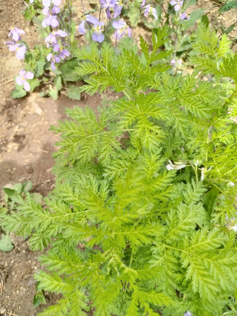 菊蒿的养殖方法和注意事项，菊蒿的养殖方法和注意事项有哪些？-第4张图片-优品飞百科