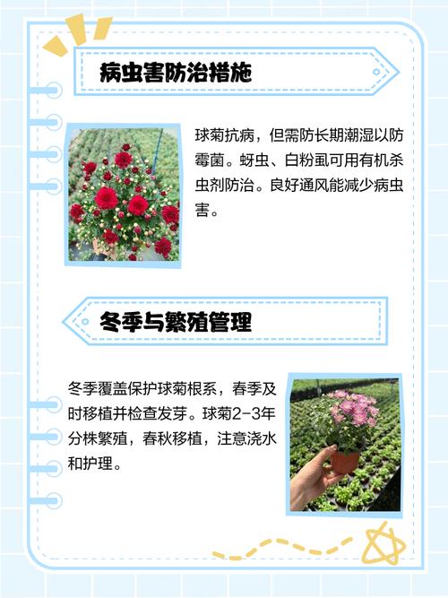 菊蒿的养殖方法和注意事项，菊蒿的养殖方法和注意事项有哪些？-第5张图片-优品飞百科