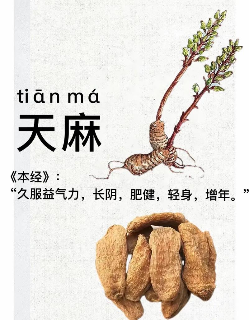 天麻的功效与作用,葛根的功效与作用-第5张图片-优品飞百科 天麻的功效与作用,葛根的功效与作用-第5张图片-优品飞百科