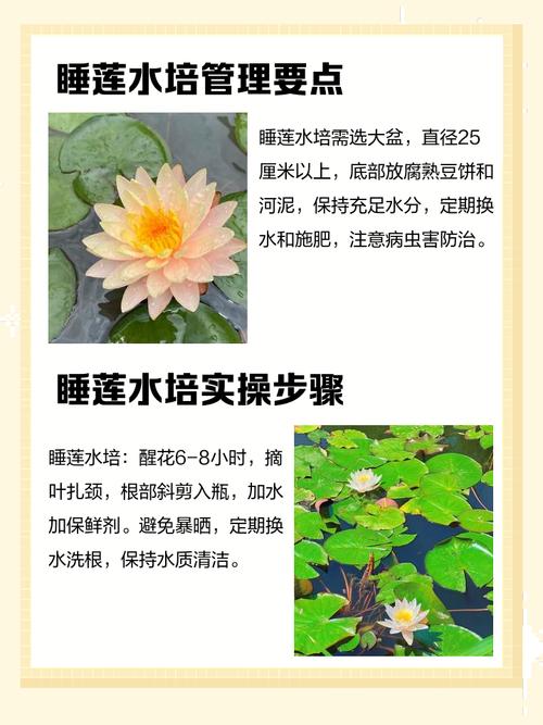 睡莲可以放室内吗，睡莲可以放室内吗冬天