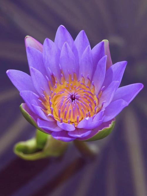 睡莲可以放室内吗，睡莲可以放室内吗冬天-第2张图片-优品飞百科