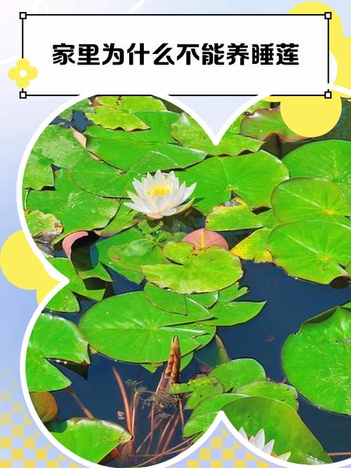 睡莲可以放室内吗，睡莲可以放室内吗冬天-第4张图片-优品飞百科