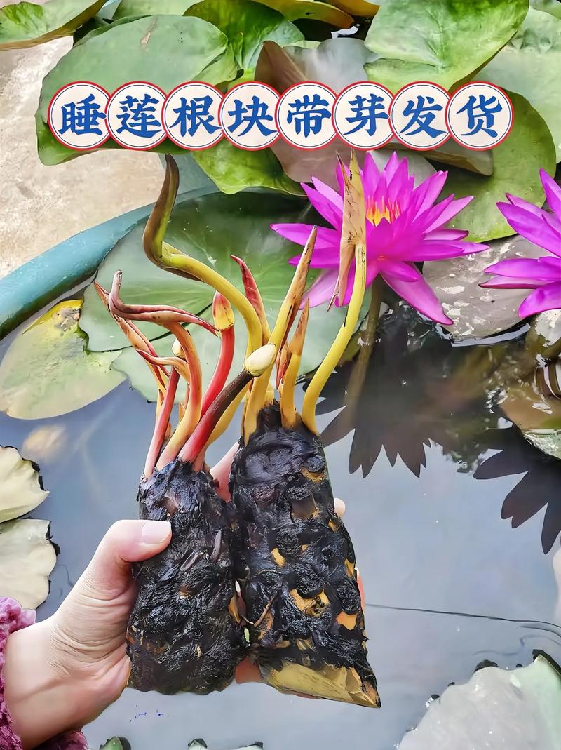 睡莲可以放室内吗，睡莲可以放室内吗冬天-第5张图片-优品飞百科