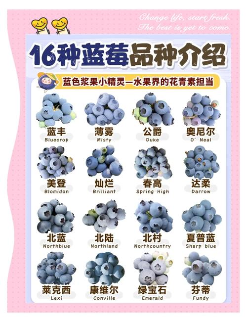 蓝莓品种有哪些，什么品种好？蓝莓品种表？-第1张图片-优品飞百科