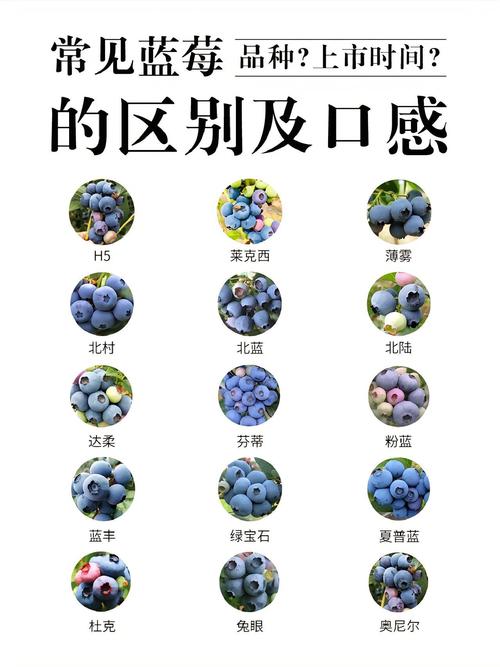 蓝莓品种有哪些，什么品种好？蓝莓品种表？-第2张图片-优品飞百科