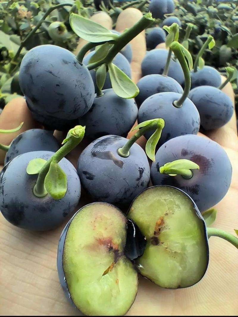 蓝莓品种有哪些，什么品种好？蓝莓品种表？-第3张图片-优品飞百科