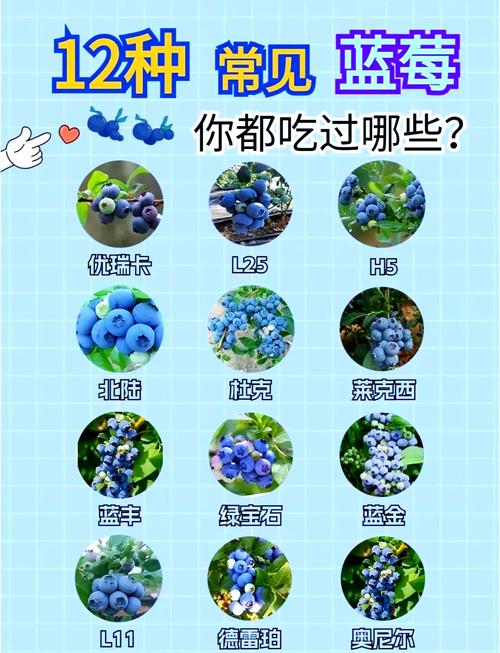 蓝莓品种有哪些，什么品种好？蓝莓品种表？-第4张图片-优品飞百科