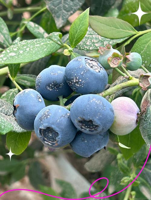 蓝莓品种有哪些，什么品种好？蓝莓品种表？-第5张图片-优品飞百科