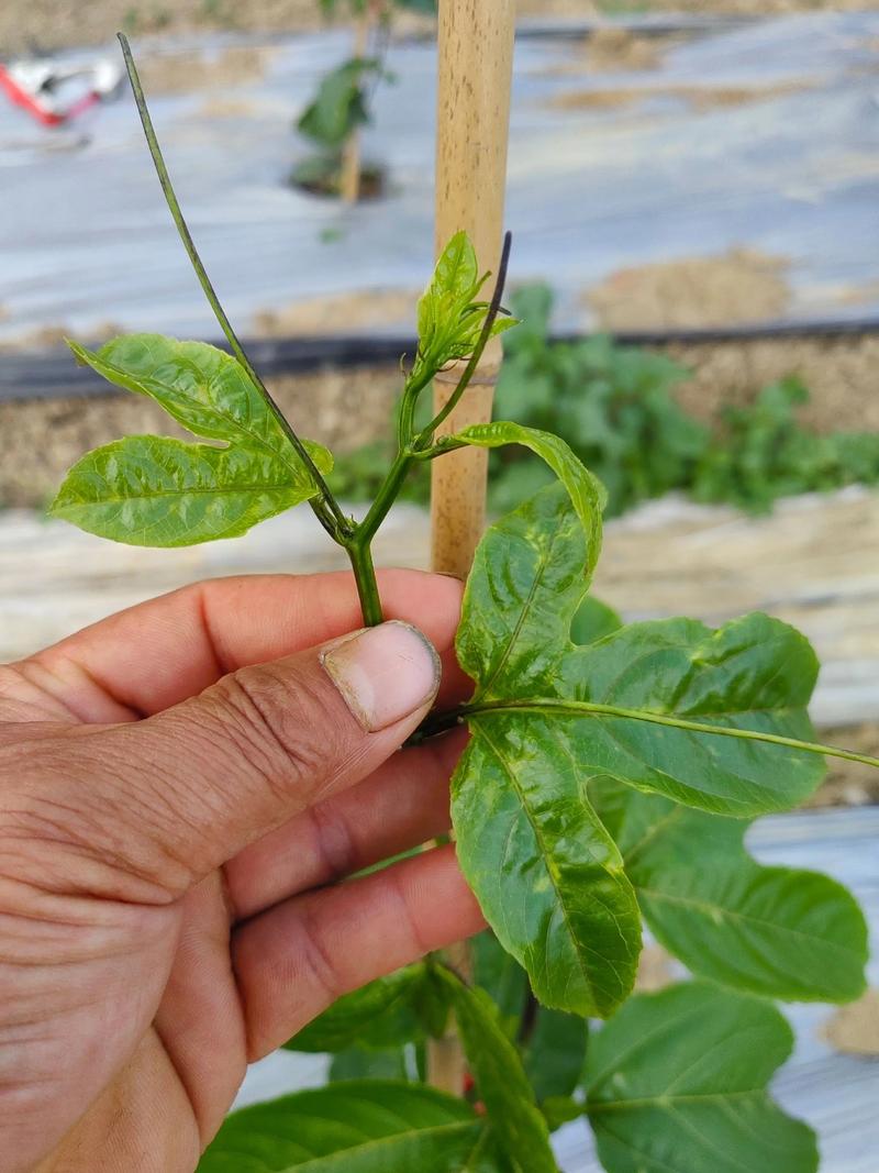 蒙自冷泉天气预报，蒙自冷泉镇赶集是那天-第5张图片-优品飞百科