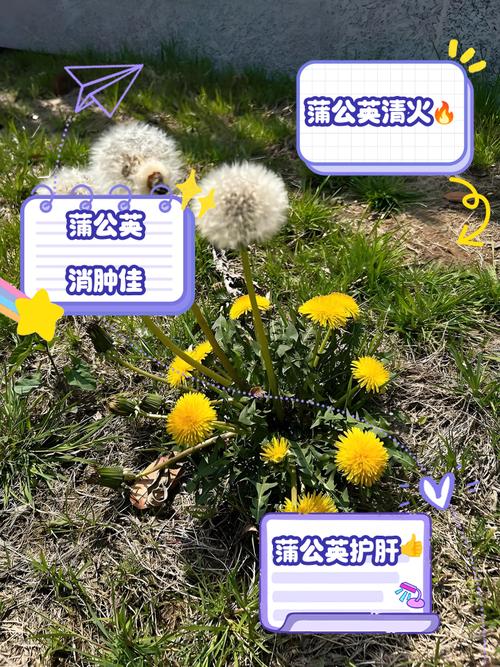 蒲公英花的药用价值，蒲公英花的药用价值与副作用？-第1张图片-优品飞百科
