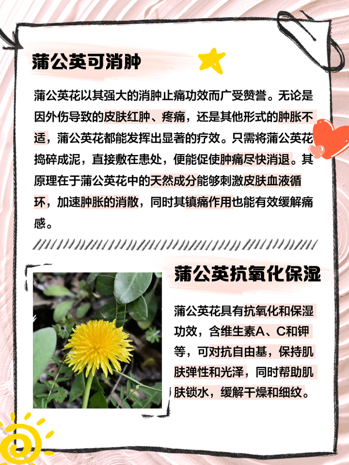 蒲公英花的药用价值，蒲公英花的药用价值与副作用？-第3张图片-优品飞百科