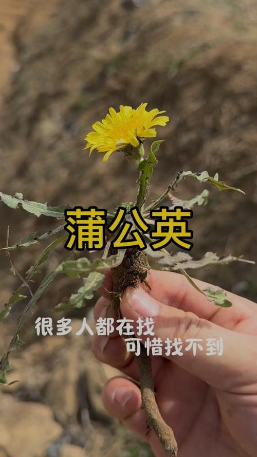 蒲公英花的药用价值，蒲公英花的药用价值与副作用？-第4张图片-优品飞百科