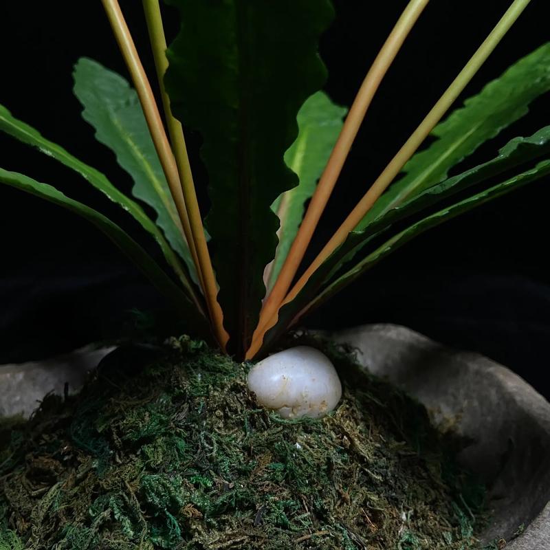 蒲公英花的药用价值，蒲公英花的药用价值与副作用？-第6张图片-优品飞百科