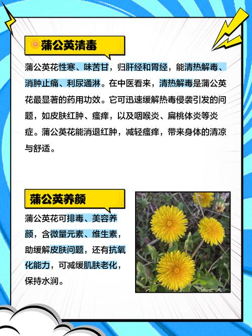 蒲公英花的药用价值，蒲公英花的药用价值与副作用？-第7张图片-优品飞百科