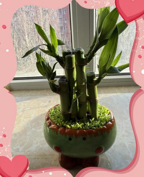 荷花竹有毒吗,能放在家中吗?荷花竹有毒吗??-第1张图片-优品飞百科 荷花竹有毒吗,能放在家中吗?荷花竹有毒吗??-第1张图片-优品飞百科