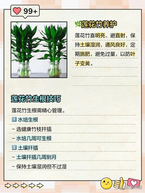 荷花竹有毒吗,能放在家中吗?荷花竹有毒吗??-第3张图片-优品飞百科 荷花竹有毒吗,能放在家中吗?荷花竹有毒吗??-第3张图片-优品飞百科