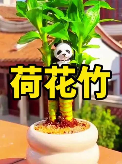 荷花竹有毒吗,能放在家中吗?荷花竹有毒吗??-第4张图片-优品飞百科 荷花竹有毒吗,能放在家中吗?荷花竹有毒吗??-第4张图片-优品飞百科