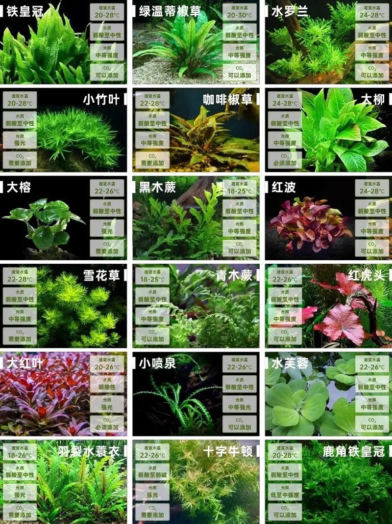 荷花竹有毒吗,能放在家中吗?荷花竹有毒吗??-第5张图片-优品飞百科 荷花竹有毒吗,能放在家中吗?荷花竹有毒吗??-第5张图片-优品飞百科