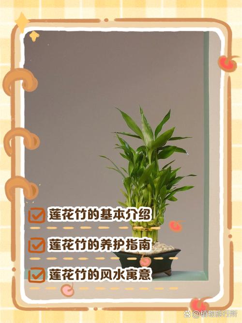 荷花竹有毒吗,能放在家中吗?荷花竹有毒吗??-第6张图片-优品飞百科 荷花竹有毒吗,能放在家中吗?荷花竹有毒吗??-第6张图片-优品飞百科