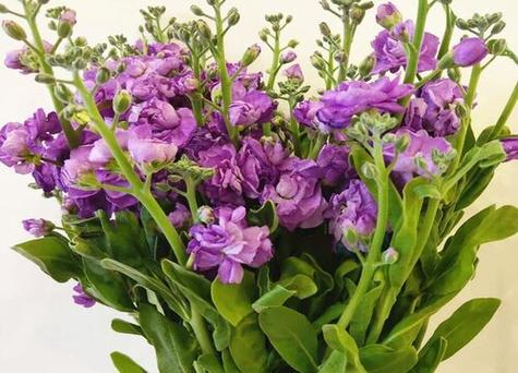 紫罗兰可以放卧室吗，紫罗兰可以放卧室吗风水好吗-第3张图片-优品飞百科