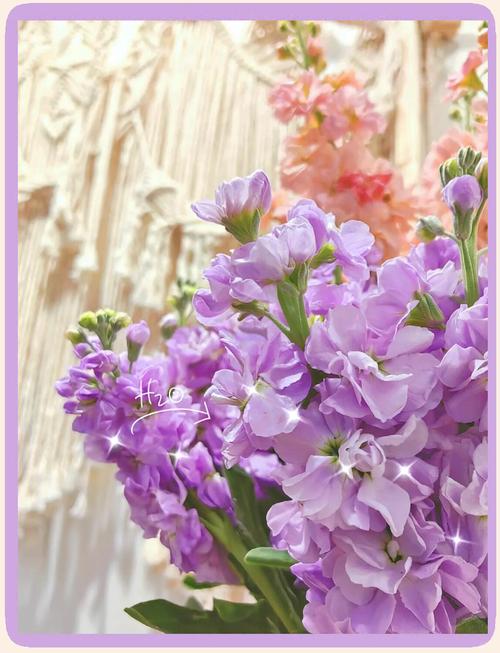 紫罗兰可以放卧室吗，紫罗兰可以放卧室吗风水好吗-第5张图片-优品飞百科