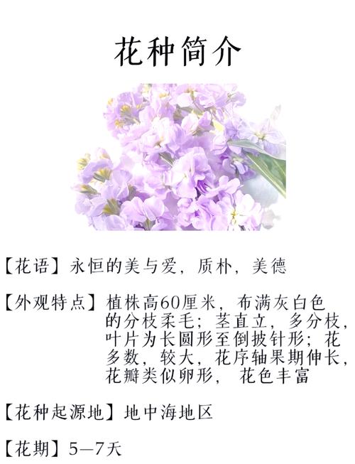 紫罗兰可以放卧室吗，紫罗兰可以放卧室吗风水好吗-第6张图片-优品飞百科