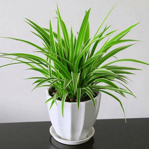 听说这些植物可以“去除”房间里的异味,快试试吧!的简单介绍-第2张图片-优品飞百科 听说这些植物可以“去除”房间里的异味,快试试吧!的简单介绍-第2张图片-优品飞百科