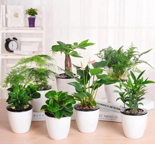 听说这些植物可以“去除”房间里的异味,快试试吧!的简单介绍-第5张图片-优品飞百科 听说这些植物可以“去除”房间里的异味,快试试吧!的简单介绍-第5张图片-优品飞百科