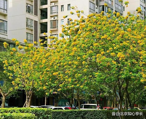 吕梁适合养什么花,市花和市树是什么,吕梁的市花是什么花-第1张图片-优品飞百科 吕梁适合养什么花,市花和市树是什么,吕梁的市花是什么花-第1张图片-优品飞百科