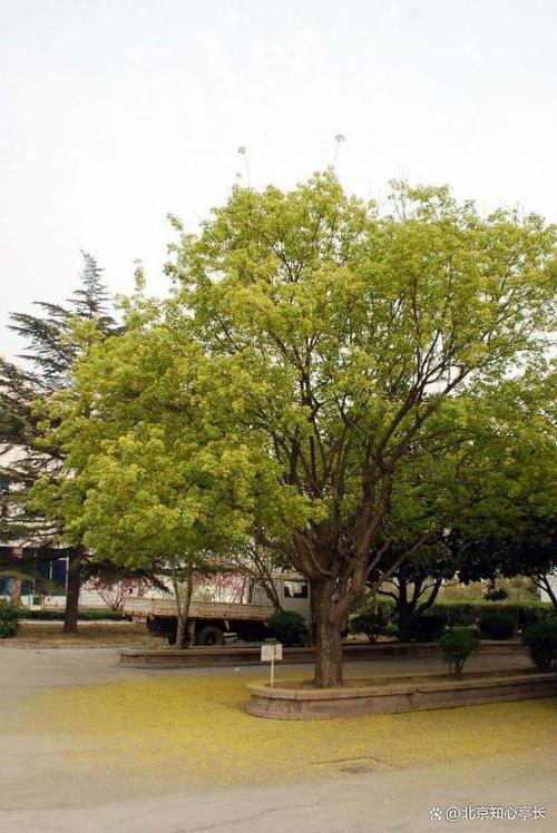 吕梁适合养什么花,市花和市树是什么,吕梁的市花是什么花-第2张图片-优品飞百科 吕梁适合养什么花,市花和市树是什么,吕梁的市花是什么花-第2张图片-优品飞百科