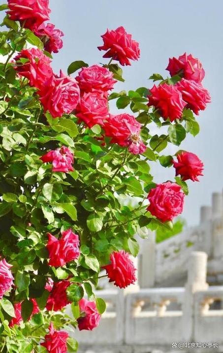 吕梁适合养什么花,市花和市树是什么,吕梁的市花是什么花-第3张图片-优品飞百科 吕梁适合养什么花,市花和市树是什么,吕梁的市花是什么花-第3张图片-优品飞百科