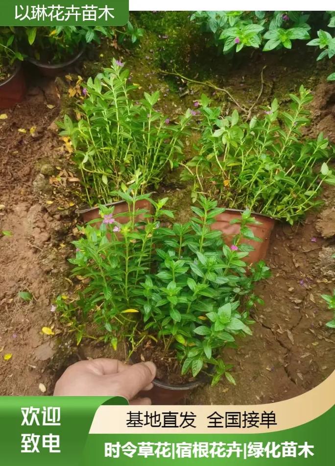 吕梁适合养什么花,市花和市树是什么,吕梁的市花是什么花-第4张图片-优品飞百科 吕梁适合养什么花,市花和市树是什么,吕梁的市花是什么花-第4张图片-优品飞百科