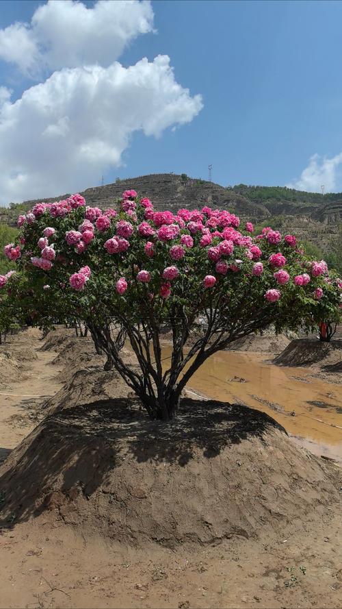 吕梁适合养什么花,市花和市树是什么,吕梁的市花是什么花-第6张图片-优品飞百科 吕梁适合养什么花,市花和市树是什么,吕梁的市花是什么花-第6张图片-优品飞百科