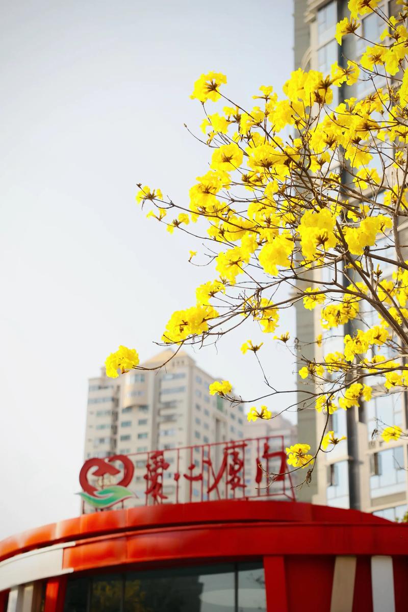 吕梁适合养什么花,市花和市树是什么,吕梁的市花是什么花-第8张图片-优品飞百科 吕梁适合养什么花,市花和市树是什么,吕梁的市花是什么花-第8张图片-优品飞百科