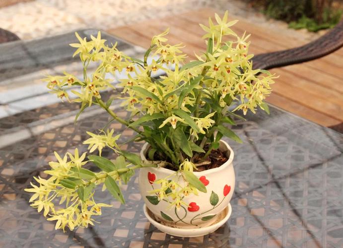 石斛小苗当年能开花吗，长得慢怎么办，石斛老苗还会开花吗？-第1张图片-优品飞百科