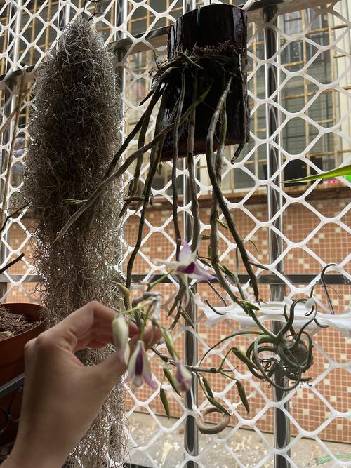 石斛小苗当年能开花吗，长得慢怎么办，石斛老苗还会开花吗？-第4张图片-优品飞百科