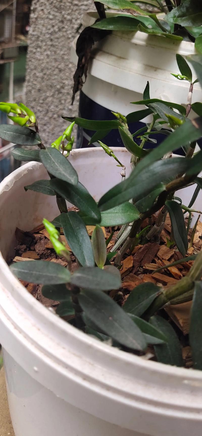 石斛小苗当年能开花吗，长得慢怎么办，石斛老苗还会开花吗？-第5张图片-优品飞百科