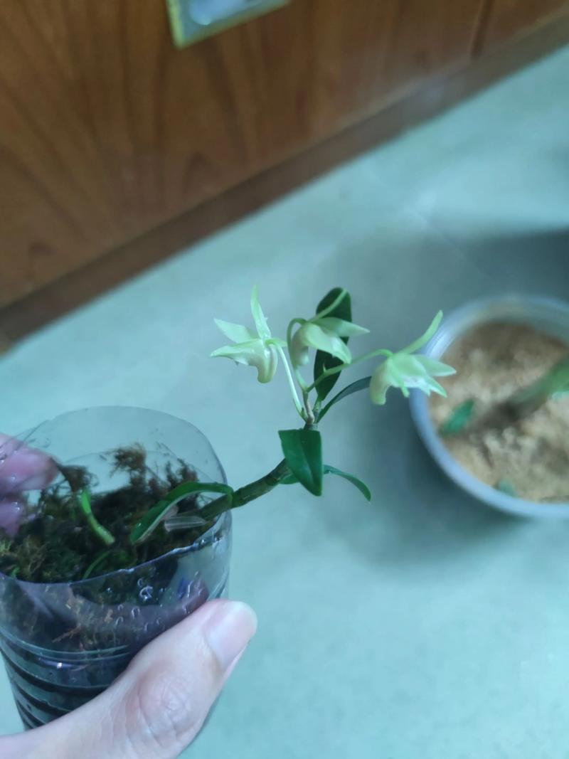 石斛小苗当年能开花吗，长得慢怎么办，石斛老苗还会开花吗？-第6张图片-优品飞百科