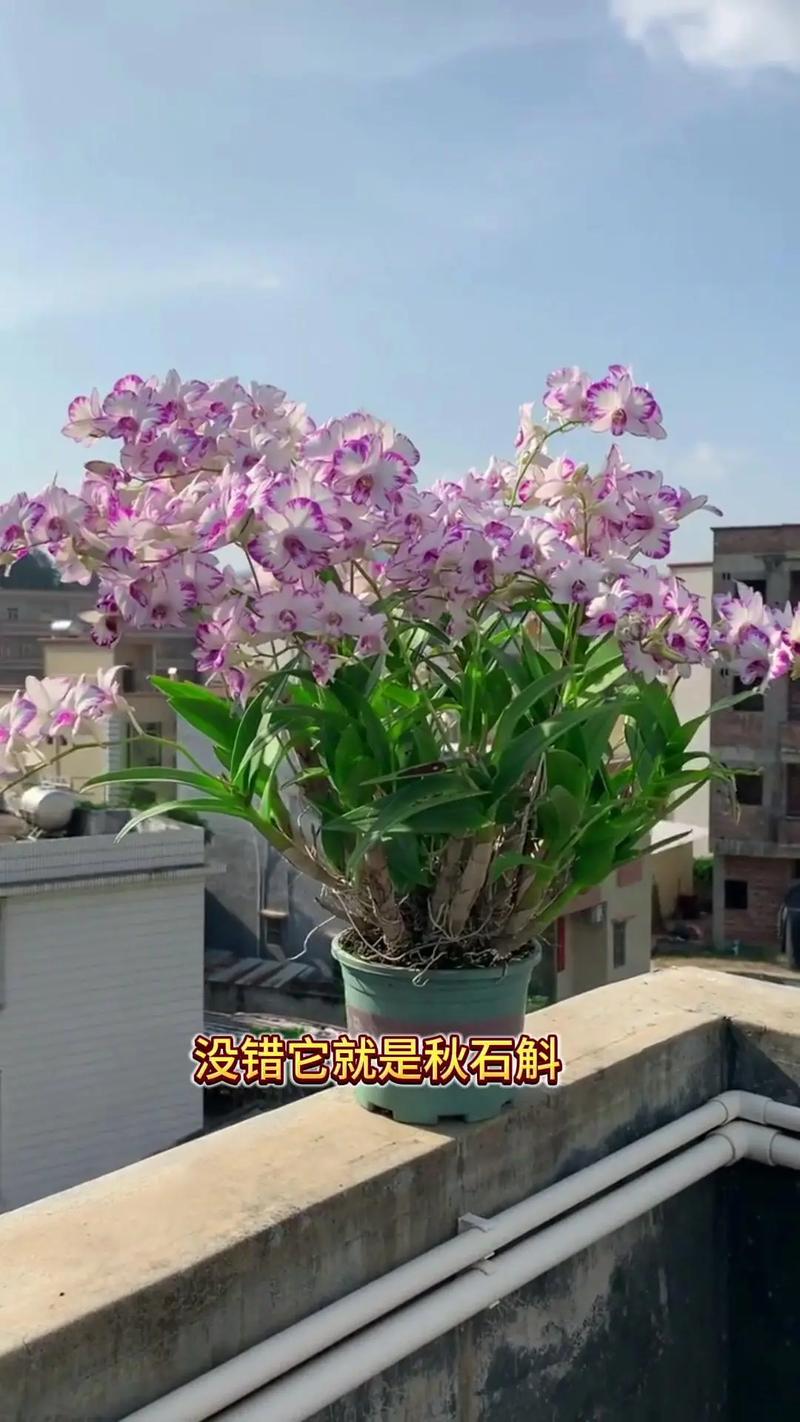 石斛小苗当年能开花吗，长得慢怎么办，石斛老苗还会开花吗？-第7张图片-优品飞百科