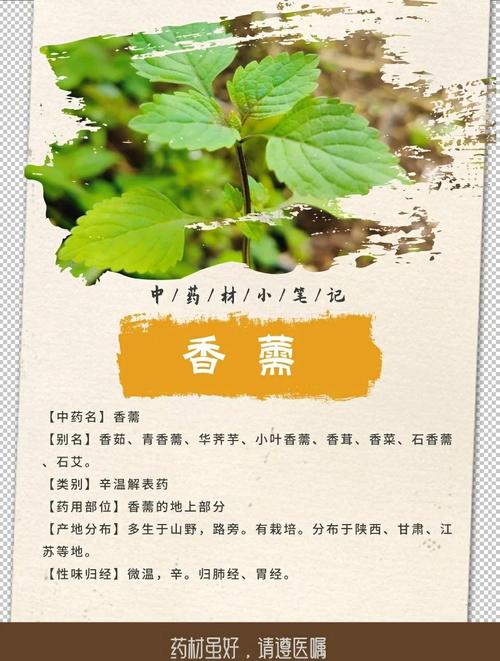 神香草的的功效与作用，神香草图片