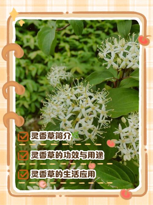 神香草的的功效与作用，神香草图片-第2张图片-优品飞百科