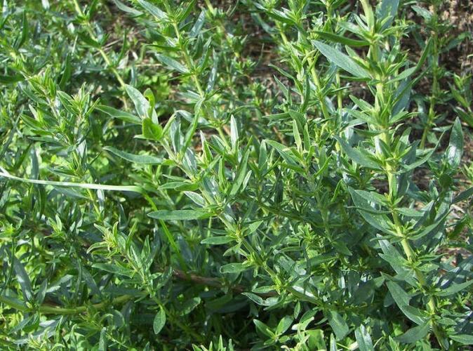 神香草的的功效与作用，神香草图片-第3张图片-优品飞百科