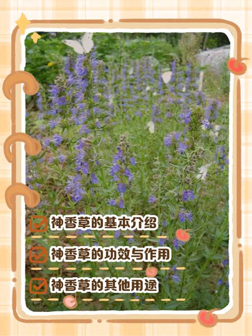 神香草的的功效与作用，神香草图片-第4张图片-优品飞百科