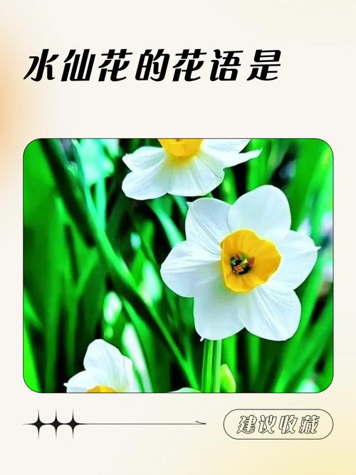 水仙花的花语，花语是杀戮与救赎的花