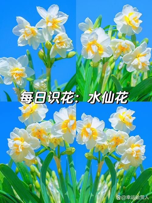 水仙花的花语，花语是杀戮与救赎的花-第2张图片-优品飞百科
