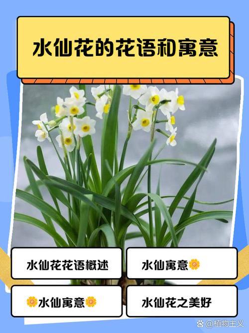 水仙花的花语，花语是杀戮与救赎的花-第4张图片-优品飞百科