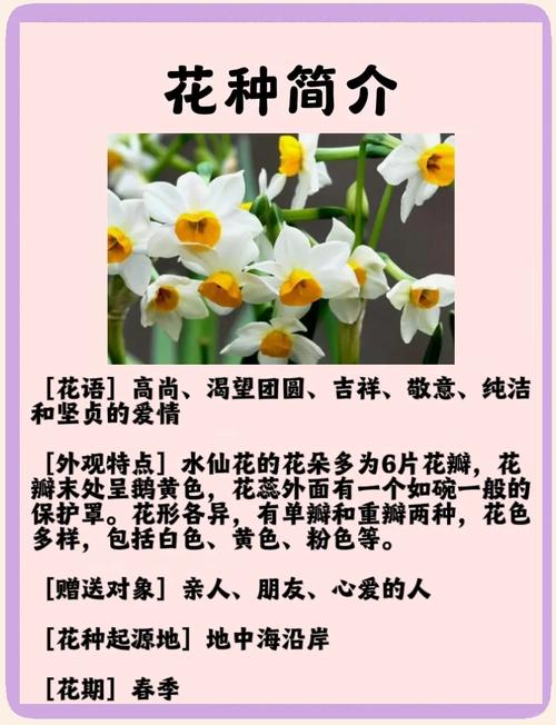 水仙花的花语，花语是杀戮与救赎的花-第5张图片-优品飞百科